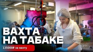 РАБОТА ВАХТОЙ НА ТАБАКЕ для кальянов   135000₽