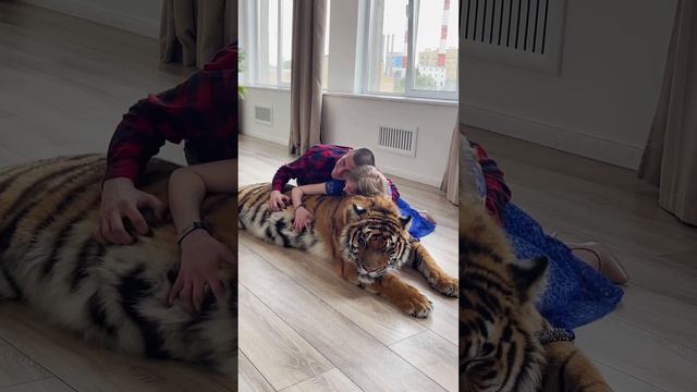 встреча с тигрице Лилу смотреть онлайн