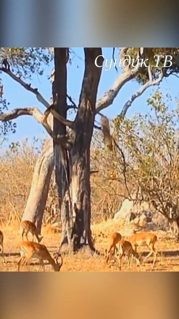 Леопард, засада на дереве смотреть онлайн