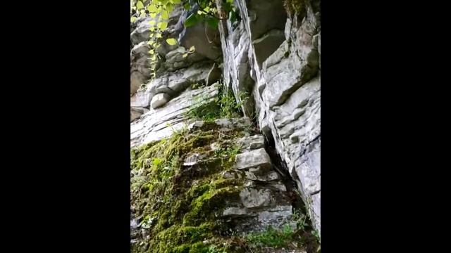 Тисо самшитовая роща. Большое кольцо. смотреть онлайн