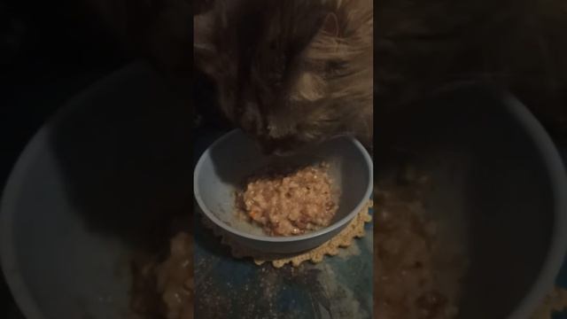 Василиса привела в кухню,ест. Не подрыгала сегодня лапами после еды😊♥️🐱😺😽 смотреть онлайн