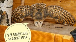 Сова сипуха Пухня вышла из гнезда и начала мне угрожать! Сходили на субботник, убрали мусор с дороги