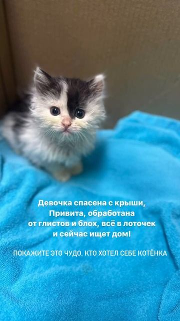 Спасённая с крыши девочка ищет дом, Москва! Привита, об смотреть онлайн