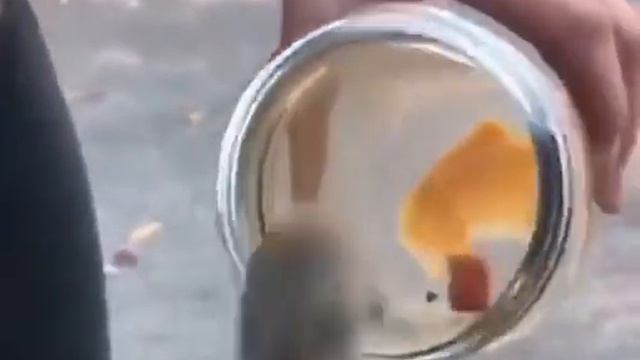 та самая летучая мышь из за которой все началось смотреть онлайн