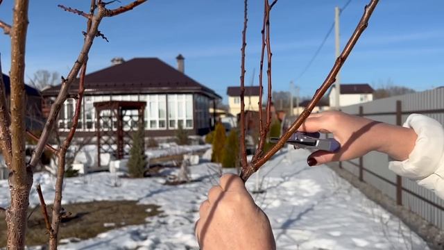 КАК ОБРЕЗАТЬ АБРИКОС ВЕСНОЙ: ПОКАЗЫВАЮ И РАССКАЗЫВАЮ ПРОСТЫМ И ПОНЯТНЫМ ЯЗЫКОМ!