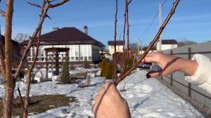 КАК ОБРЕЗАТЬ АБРИКОС ВЕСНОЙ: ПОКАЗЫВАЮ И РАССКАЗЫВАЮ ПРОСТЫМ И ПОНЯТНЫМ ЯЗЫКОМ!
