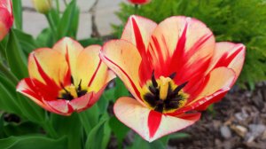 Наш сад 20.04. Зацветают магнолии, цветут ранние тюльпаны.