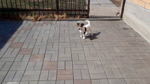 Джек Рассел терьер, питомник BOYAR FUN