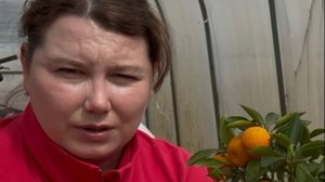 Пересаживаем Каламондин
Цитрусовые 🍊🍊🍊