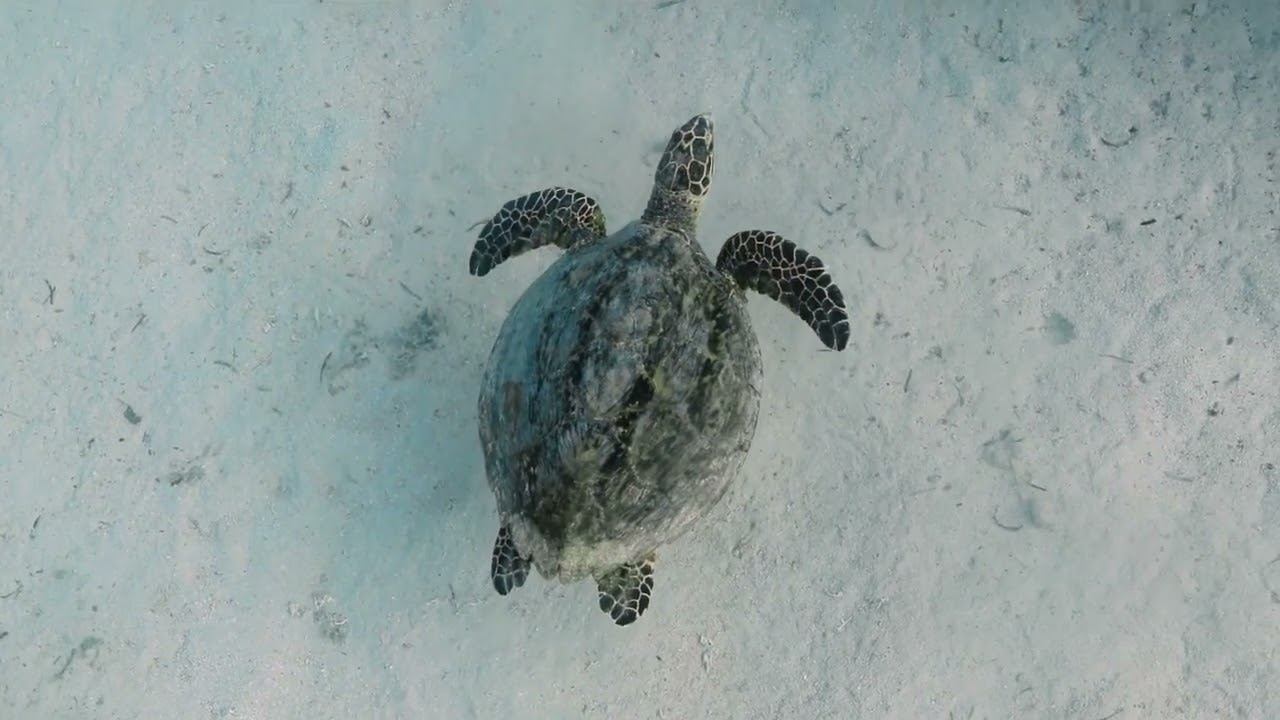 Red Sea 11 смотреть онлайн