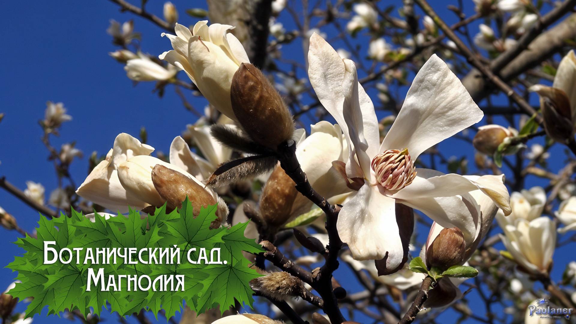 Ботанический сад. Магнолия (2025) смотреть онлайн