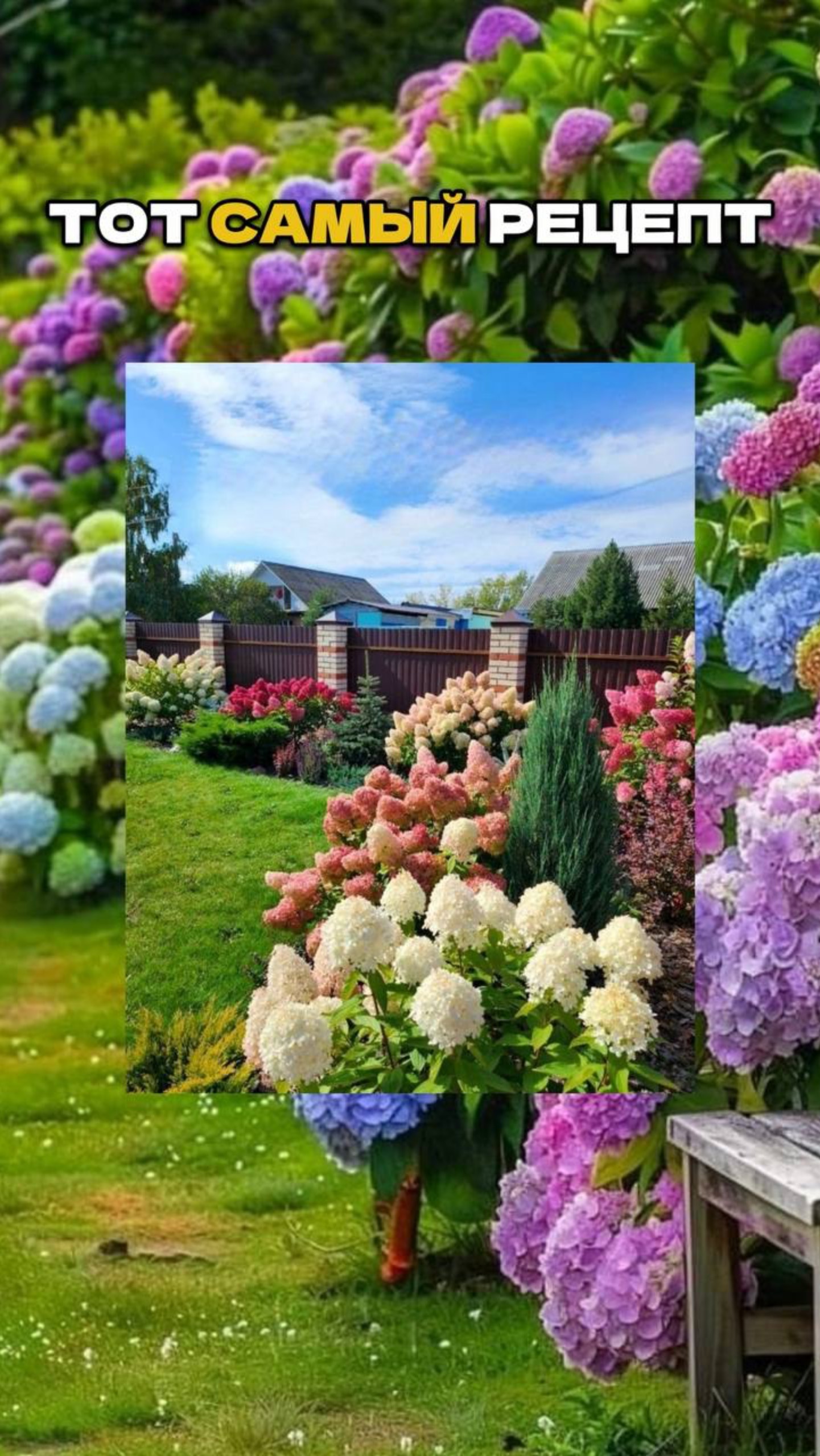 98% Садоводов не Делают Этого при Посадке Гортензии ( а зря!)💥🌿 смотреть онлайн