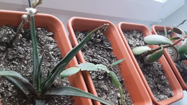 МОЙ МИНИ ЦВЕТНИК НА ПОДОКОННИКЕ!