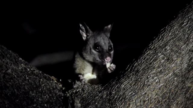 Possums in Bicentennial Park. Darwin / Поссумы в парке Бисентенниал. Дарвин смотреть онлайн