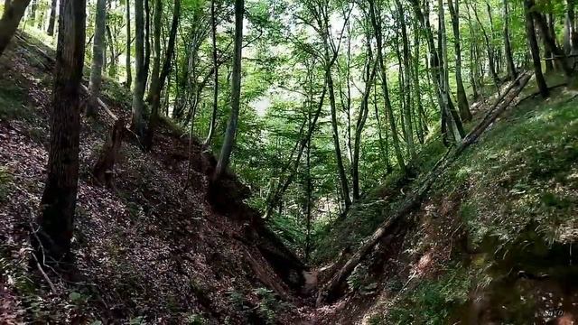 Волшебный лес смотреть онлайн