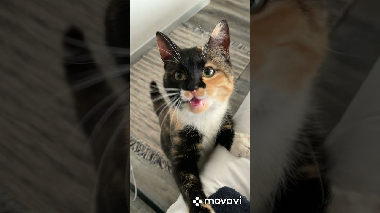 Котики Куршской косы. смотреть онлайн