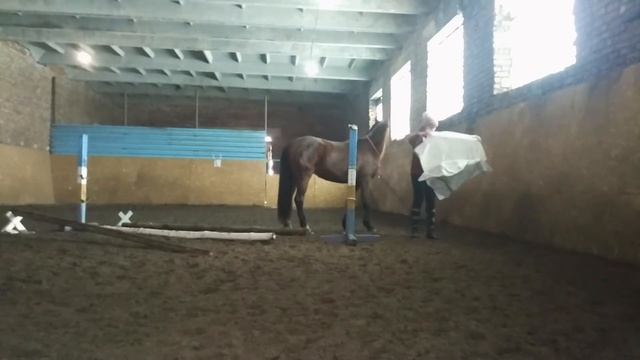 Мой день на конюшне. Тренировка конного аджилити смотреть онлайн