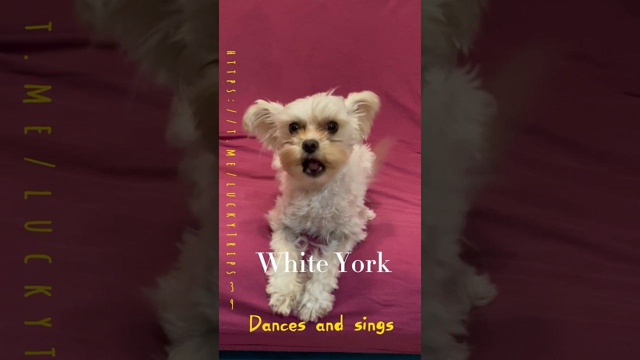 Dances and sings #yorkie #golddust подпишись в телеграмм https://t.me/luckyTrips39 смотреть онлайн