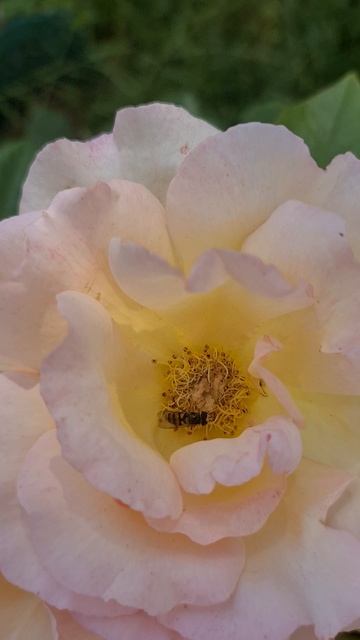 Летние розы