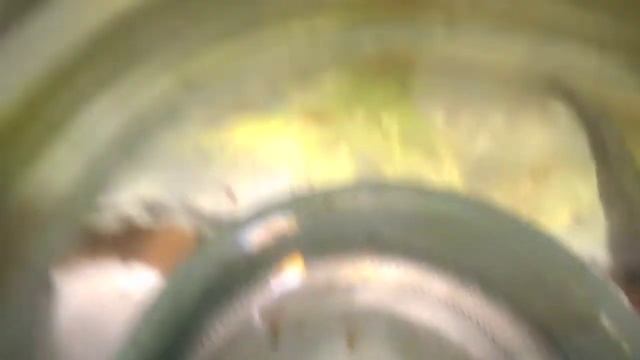 Родила аквариумная рыбка меченосец обзор смотреть онлайн