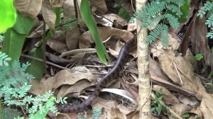 Пхукет . Кобра на территории отеля Marina Phuket Resort. #snake, #змея,