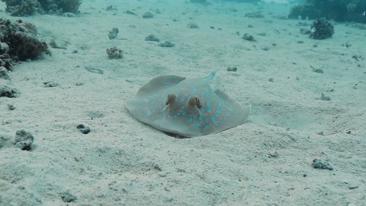 Red Sea 18 смотреть онлайн