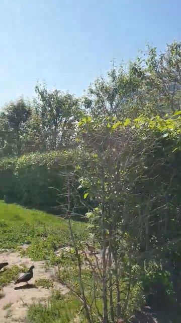 Гостиница Славянская Radisson около Киевского вокзала. смотреть онлайн