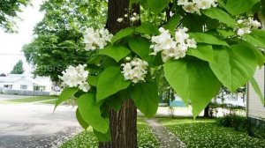 🌳⚡15 деревьев которые КАТЕГОРИЧЕСКИ нельзя сажать рядом с домом (6 соток)