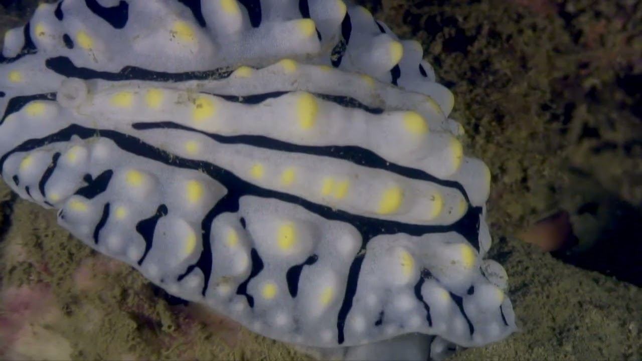 Philippines 09 смотреть онлайн