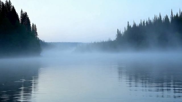Футаж Туман над рекой, Еловый лес смотреть онлайн