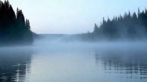 Футаж Туман над рекой, Еловый лес