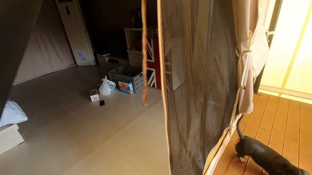 강아지와 함께하는 캠핑!! Мими и Джелли в бассейне! Наш очередной кемпинг с собаками! смотреть онлайн