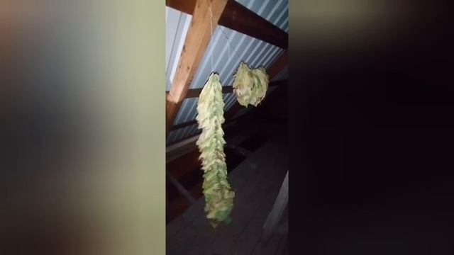 Мало места для сушки табака? Сушим вертикально! смотреть онлайн