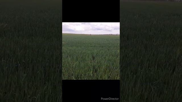 Вносим на пшеныцю🌾 Гербицыд Дерби против бурьяна Кучерявець София! смотреть онлайн