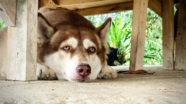 Хозяева бросили хаски в отлове.. Почему человек так же?