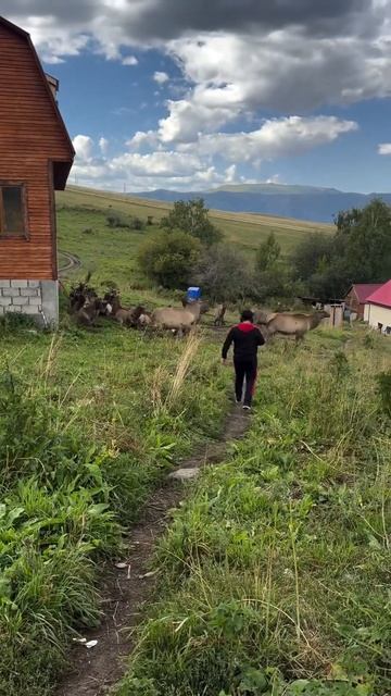 Маральник. Катон-Карагай. Восточный Казахстан. #пантолечебницажанат #вко #мараловодческоехозяйство смотреть онлайн