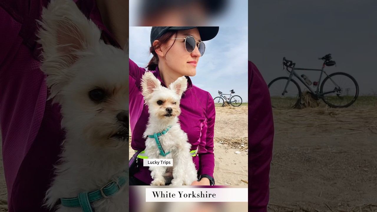 Bike with dog #yorkshire #yorkie #whitedog #белый #йорк #golddust смотреть онлайн