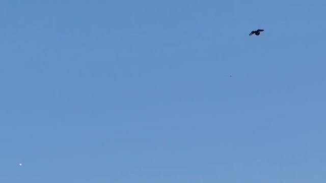 23.04.2025г Голуби Зухардина👍 смотреть онлайн