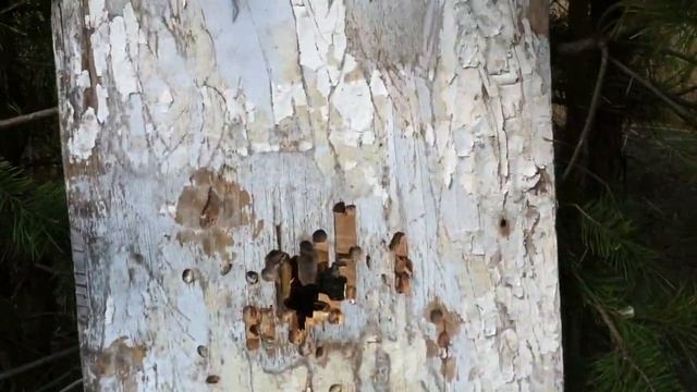 Монеты страшная сила! смотреть онлайн