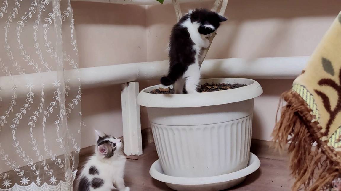 Два маленьких котенка такие милые, что их невозможно не любить. смотреть онлайн