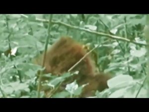 снежный человек