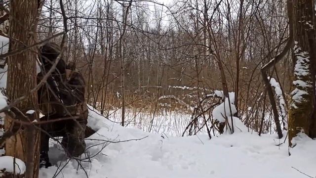 Короткий бой в лесу смотреть онлайн