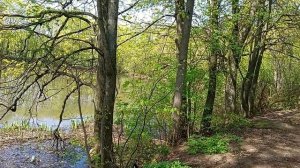 Прогулка у мраморного пруда.Весна, апрель, Бицевский лесопарк.