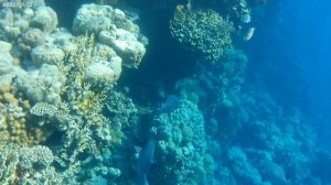 Отель MONTE CARLO SHARM RESORT & SPA 5* Подводный мир у отельного  рифа рядом с пантоном.