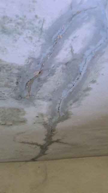 У нас крыша течёт/Our roof is leaking. #приют #дождь #rain #shelter