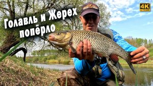 Оторвался по Голавлю и Жереху. Эту приманку я поставил случайно