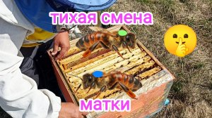 Пчёлы решили заменить матку в апреле. Пчеловодство!