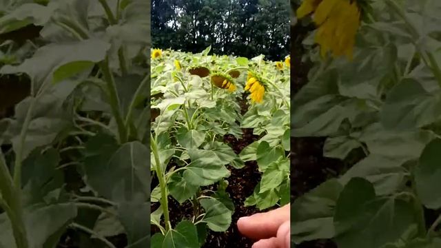 ТАУРУС продовження, другий край поля. смотреть онлайн