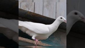 Русские почтовые выставачные голуби