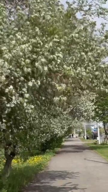 Тем временем в Кемерово… / Meanwhile in Siberia… смотреть онлайн